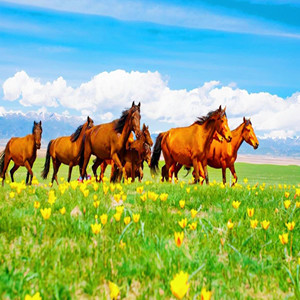 大美新疆旅游图片